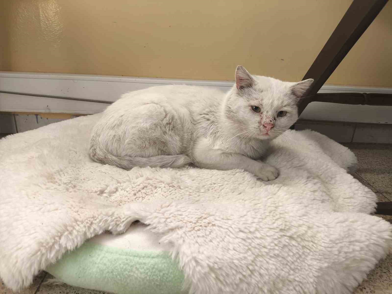 Okul, sokak kedisinin yuvası oldu