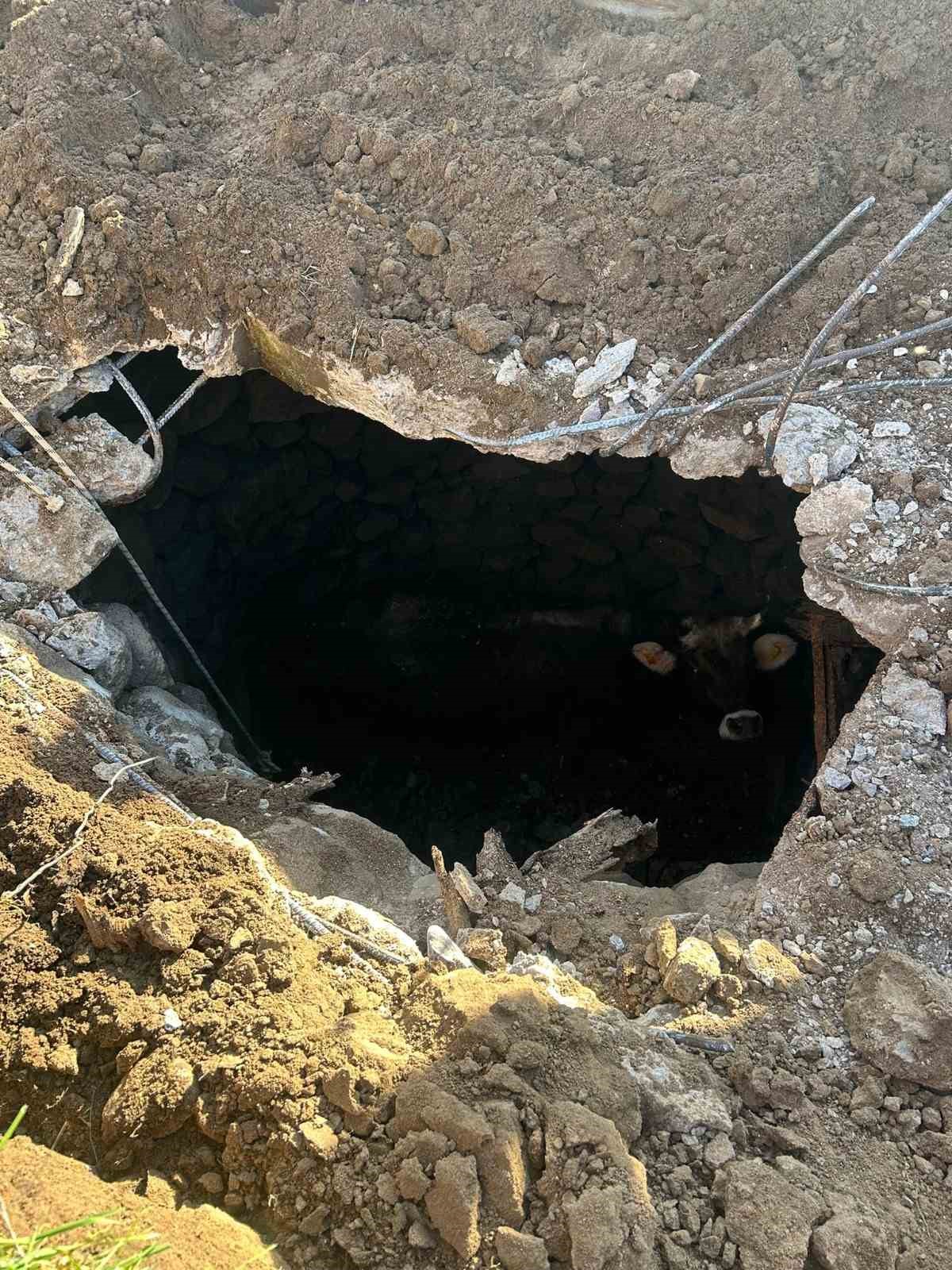 Balıkesir’de kuyuya düşen inek kurtarıldı