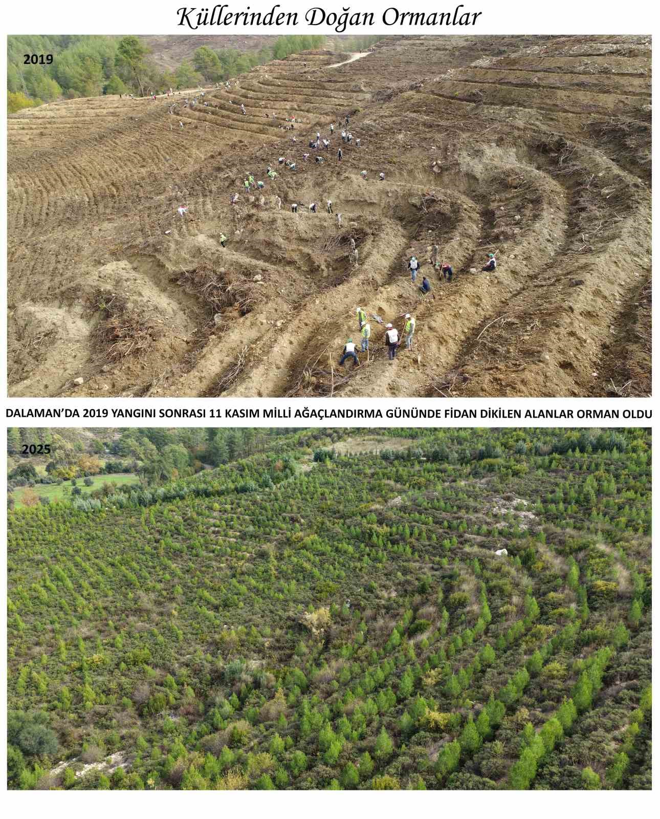 Kara tablo, 6 yılda yeşil örtüye dönüştü