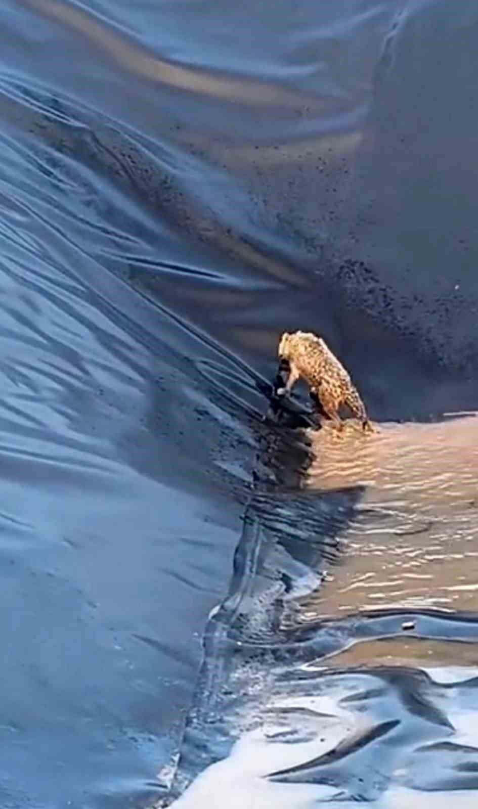 Siirt’te kurt boş havuza düştü