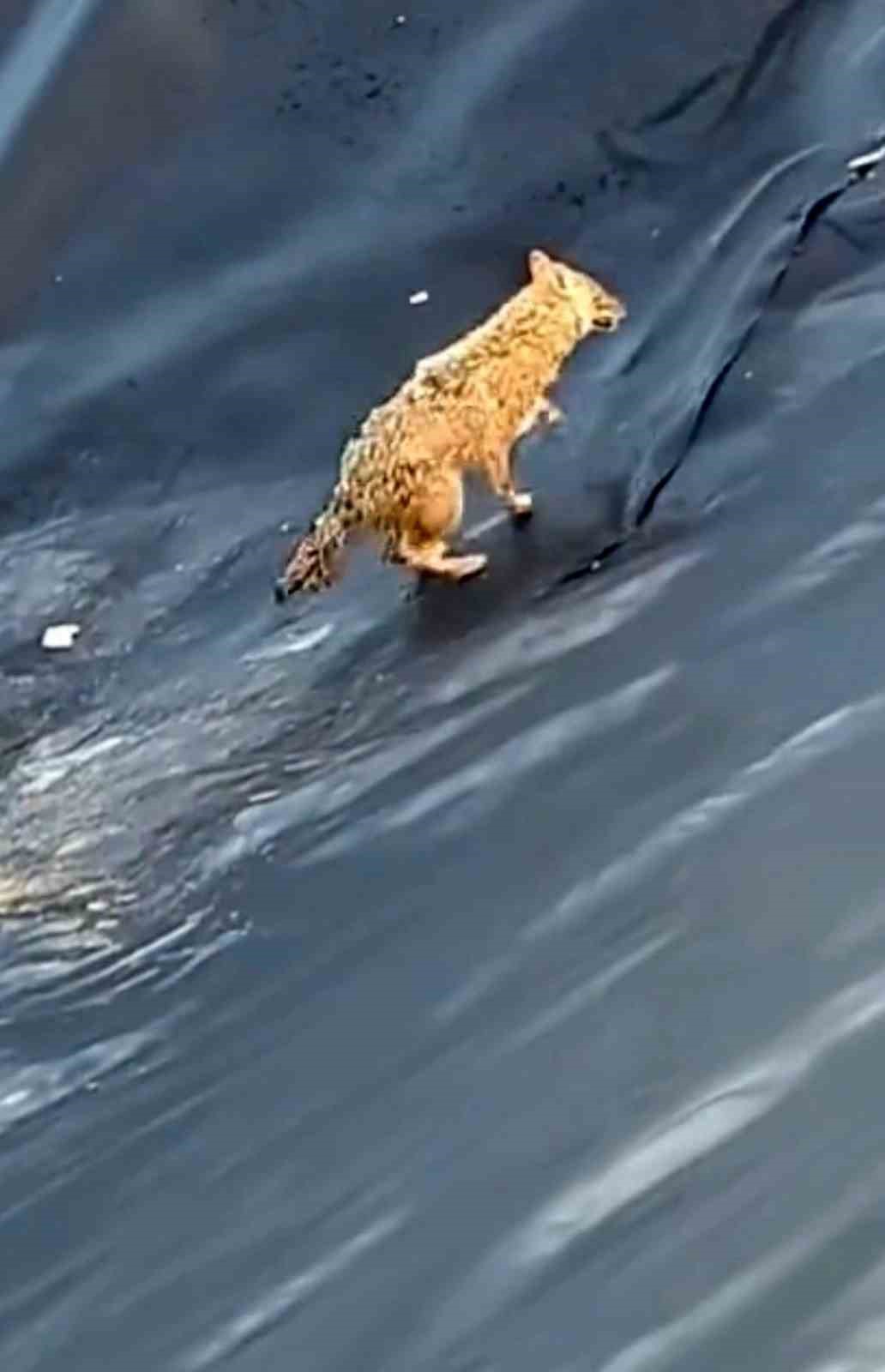 Siirt’te kurt boş havuza düştü