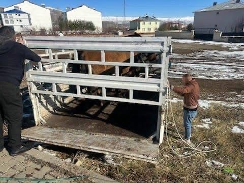 Kış şartları &ouml;ncesi &ouml;nlem: Başıboş binek hayvanları toplatıldı
