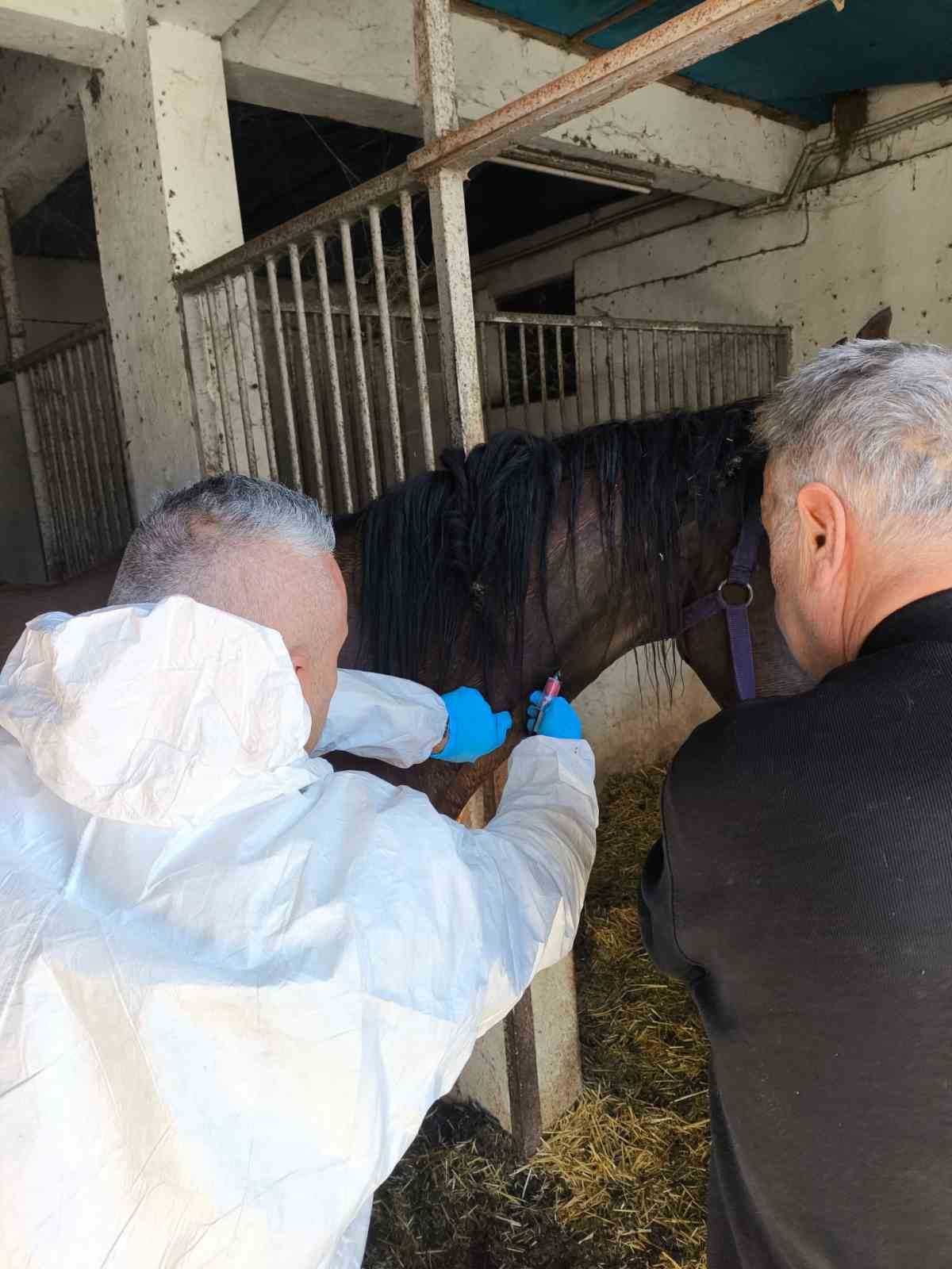Milyonluk safkan İngiliz atına sağlık taraması