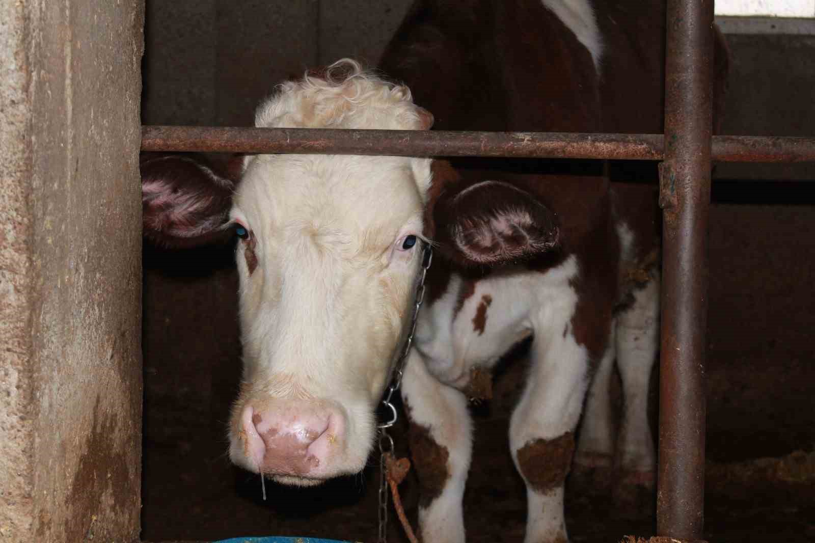 Siirt&rsquo;te 3 bu&ccedil;uk ayda 54 b&uuml;y&uuml;kbaş hayvanı telef olan besicinin zararı 8 milyon lirayı buldu
