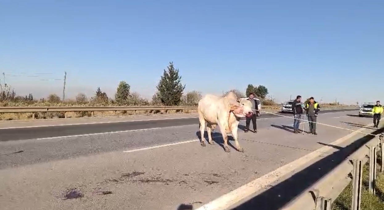 Firari anguslar uyuşturucu iğneyle tek tek avlandı