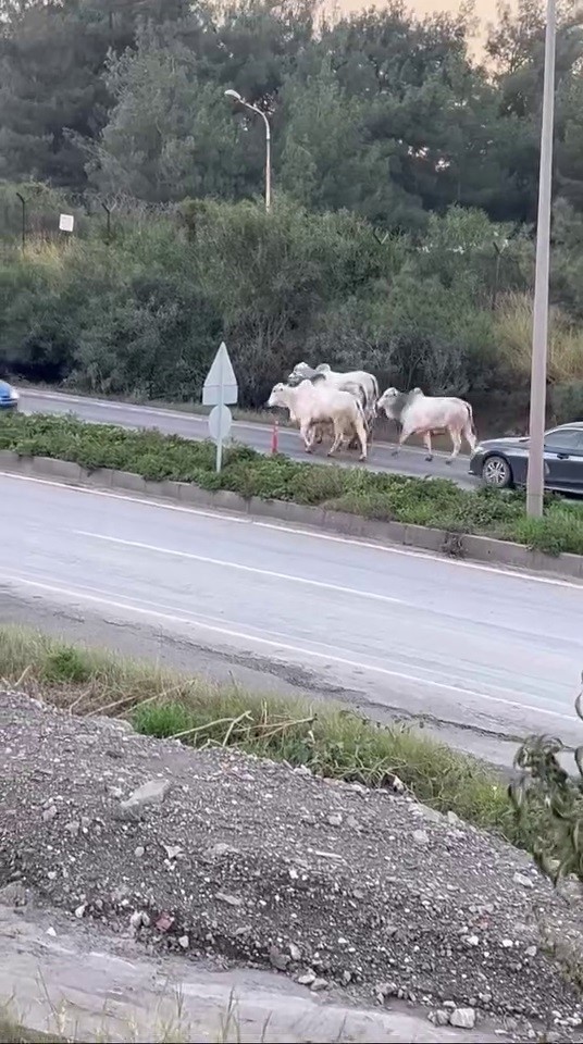 Firari anguslar uyuşturucu iğneyle tek tek avlandı
