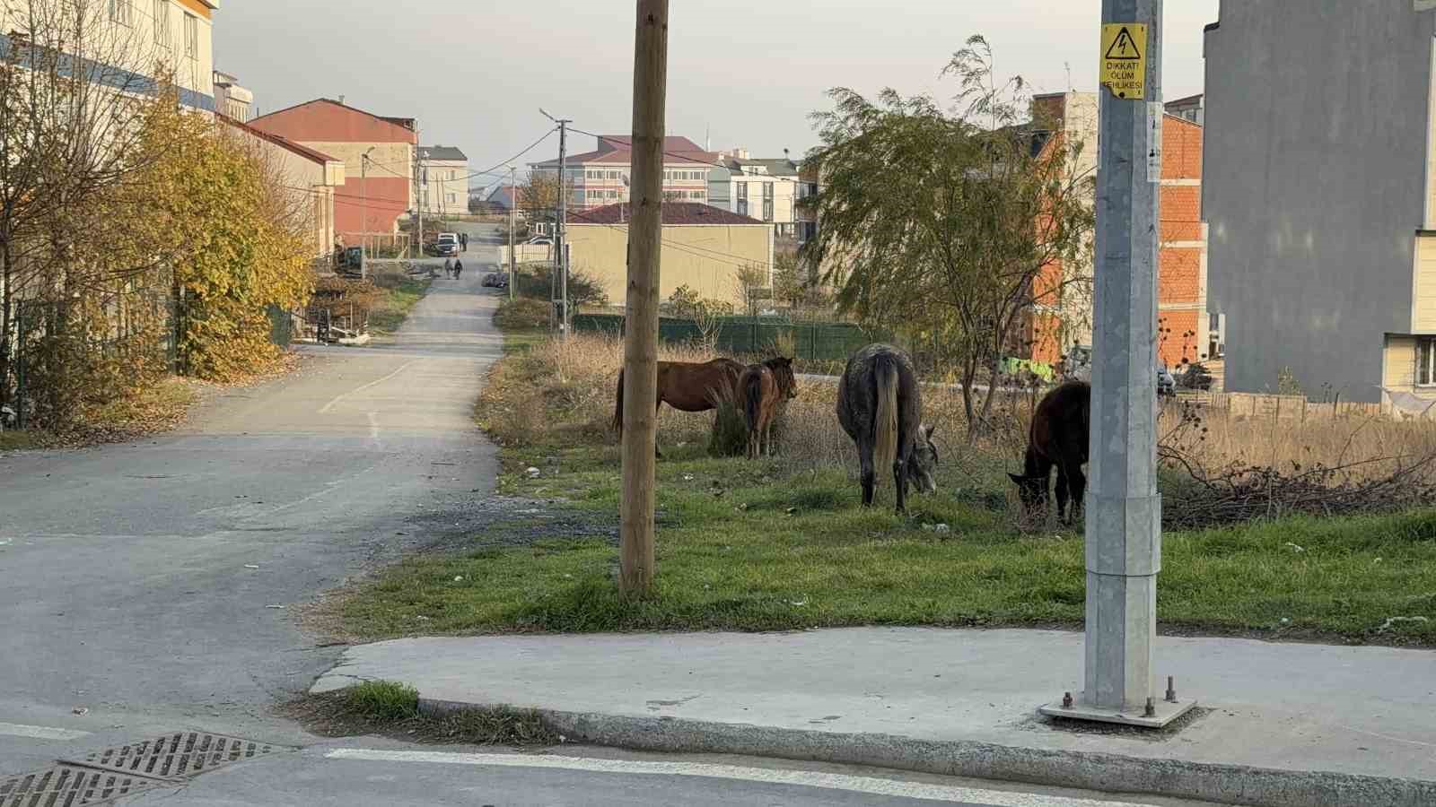 Arnavutk&ouml;y&rsquo;de başıboş gezen atlar tehlike sa&ccedil;ıyor
