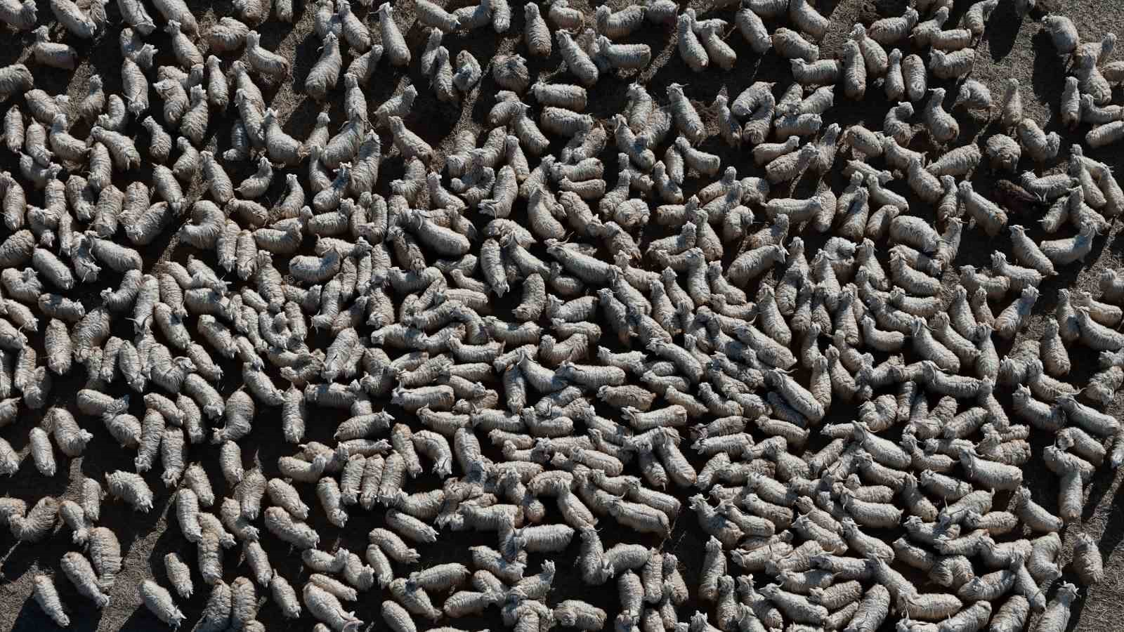 Ankara&rsquo;nın kadim değeri tiftik ke&ccedil;isi yeniden g&ouml;zde: Ayaş&rsquo;ta 3 bin baş yetiştiriliyor
