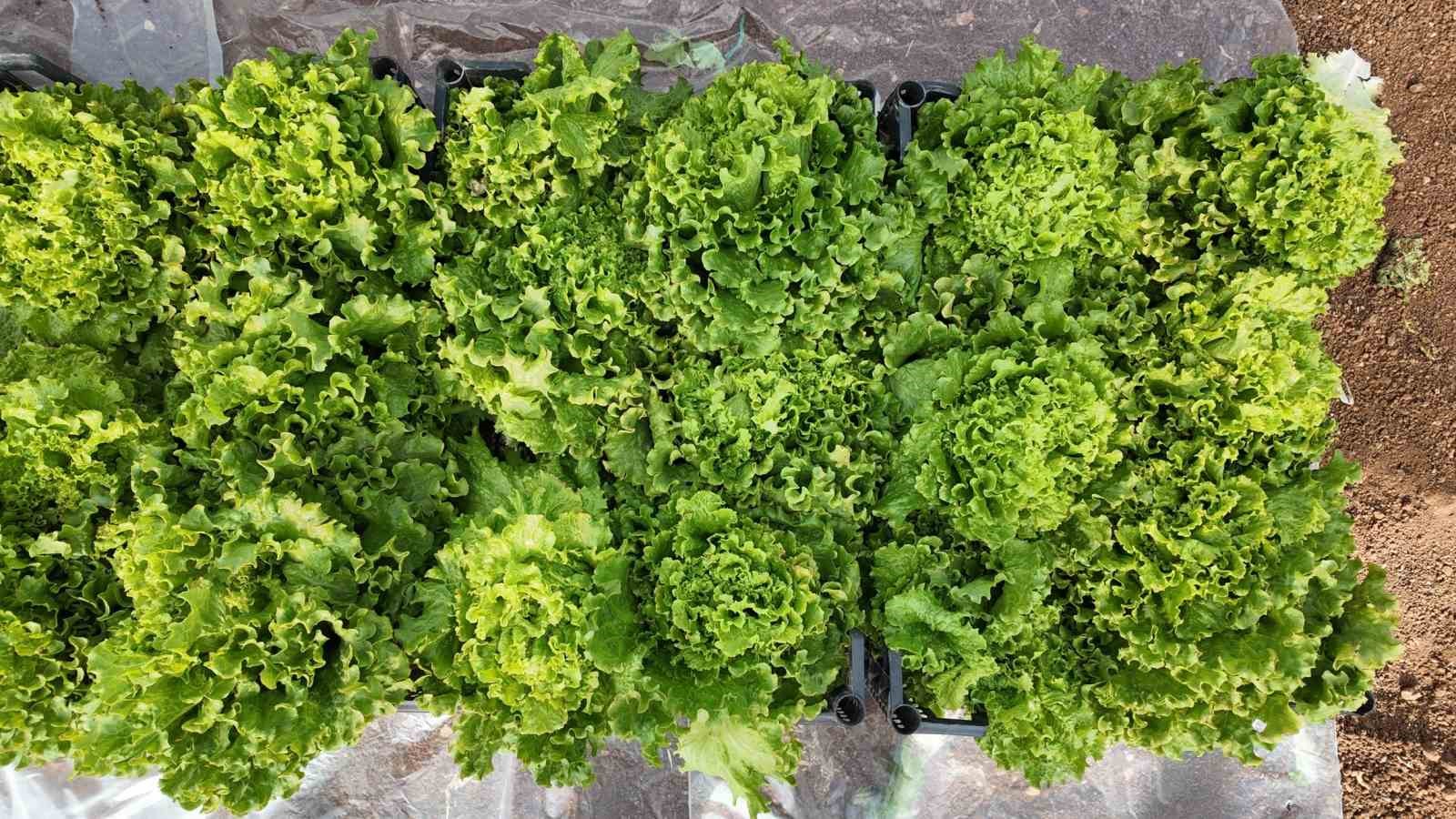 B&uuml;y&uuml;kşehir Belediyesi seralarında kışlık sebze hasadı başladı
