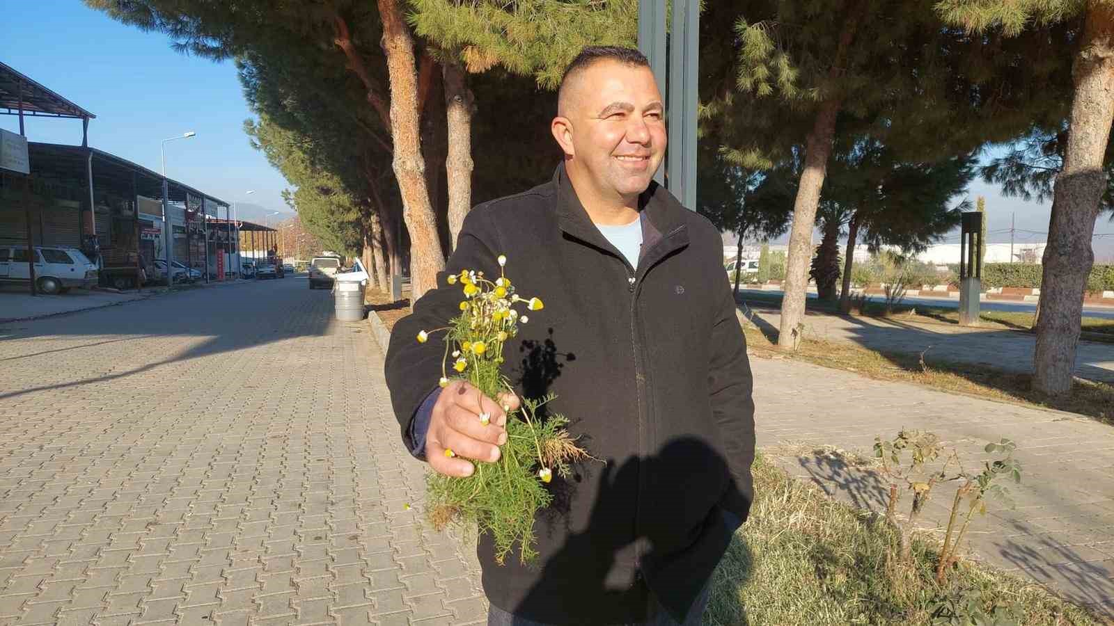 Sarıg&ouml;l&rsquo;de zemheri papatyaları a&ccedil;tı
