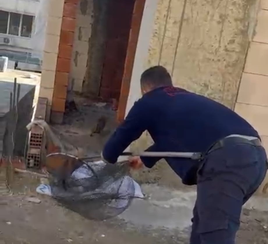 Asansör boşluğunda mahsur kalan kedi için itfaiye seferber oldu