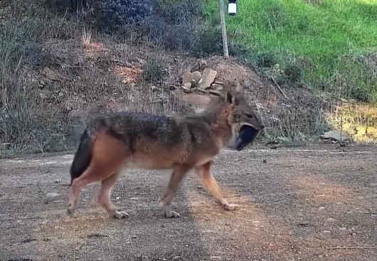 Doğanın sert yüzü: Çakal ağzında domuz bacağıyla görüntülendi