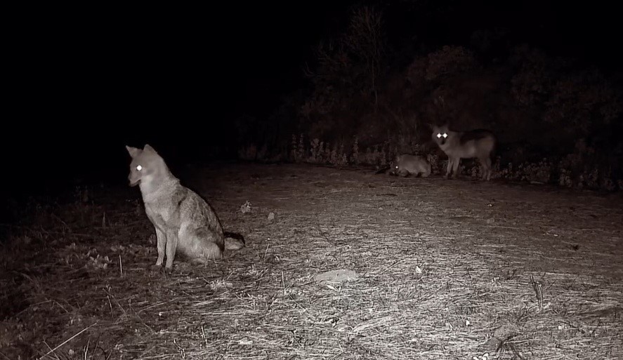Doğanın sert y&uuml;z&uuml;: &Ccedil;akal ağzında domuz bacağıyla g&ouml;r&uuml;nt&uuml;lendi
