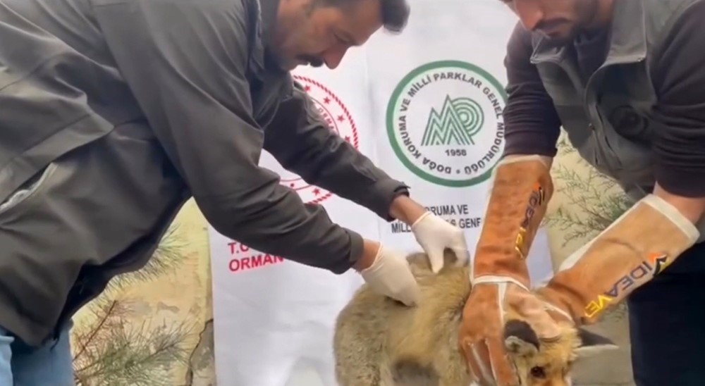 Yaralı kızıl tilki tedavi edilerek doğaya salındı