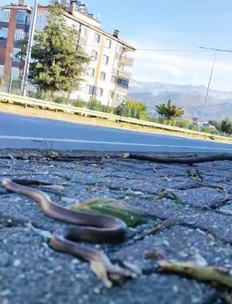 Artvin’in ardından Trabzon’da da yılanlar kış uykusuna yatmadı