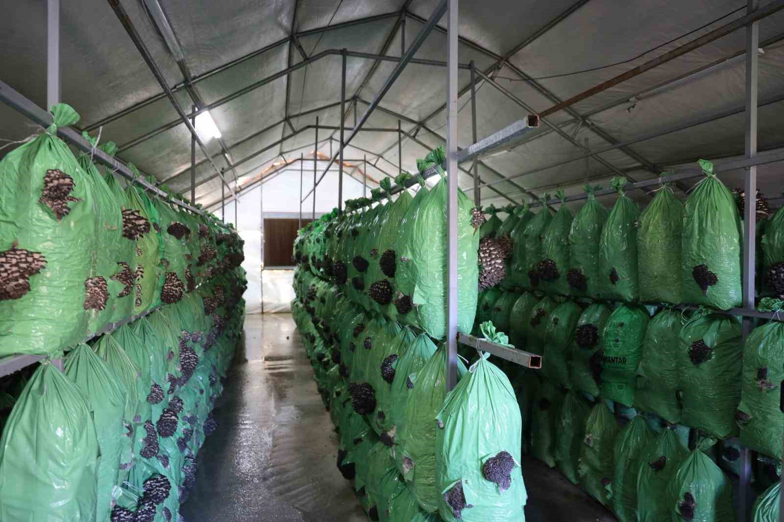 Bilecik&rsquo;te y&uuml;zde 100 hibeli istiridye mantar &uuml;retimi başladı
