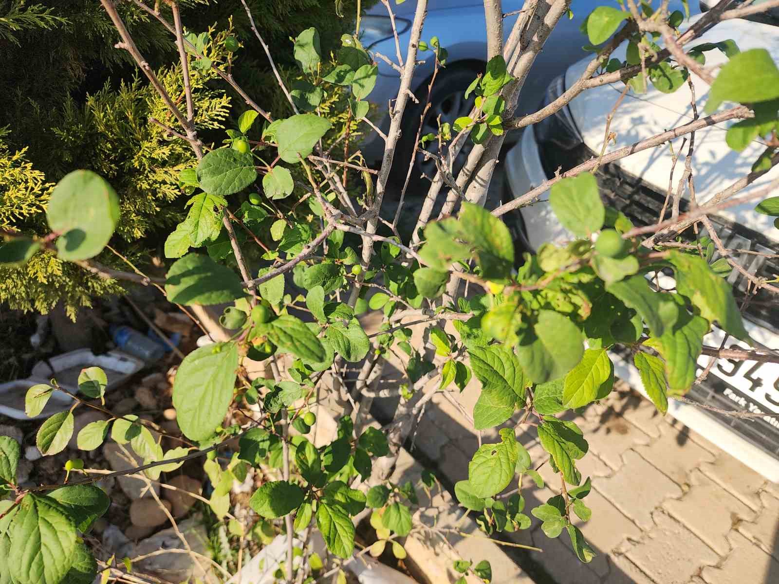 Erik ağacı aralık ayında meyve verdi