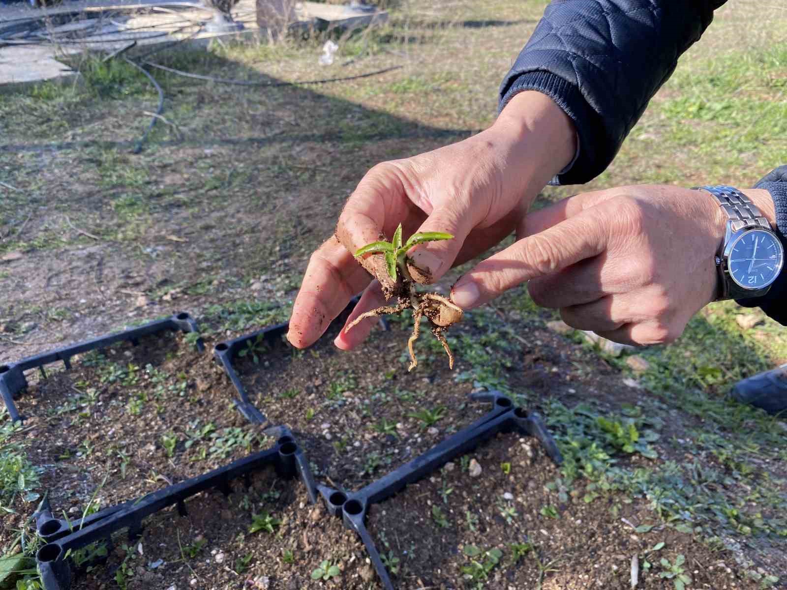 Nesli t&uuml;kenme tehlikesi altında olan salep Eskişehir&rsquo;de yeniden hayat buluyor
