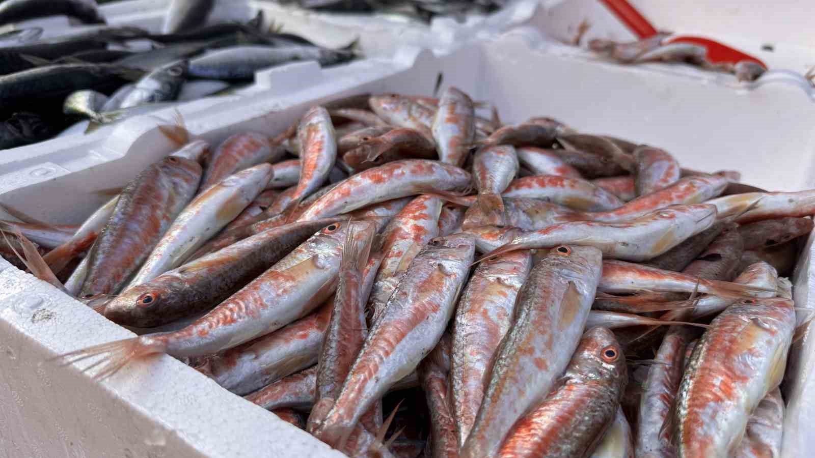 Zonguldak’ta hamsi yoğunluğu yaşandı, palamut çıkmadı
