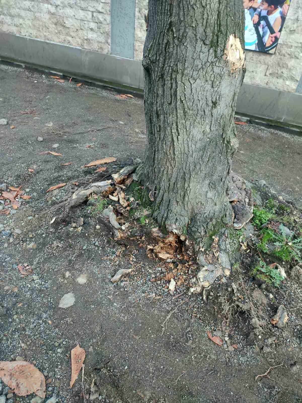 Trabzon Büyükşehir Belediyesi’nden "yeşil dokuya zarar" iddialarına yanıt