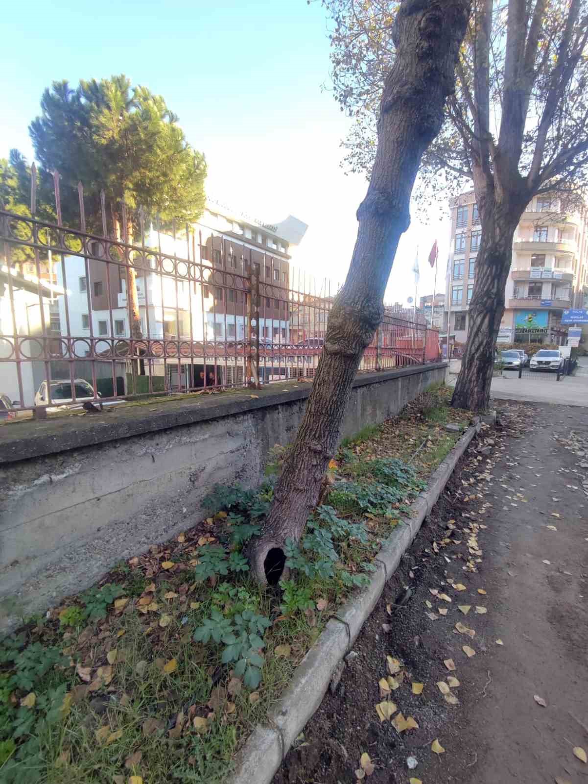 Trabzon Büyükşehir Belediyesi’nden "yeşil dokuya zarar" iddialarına yanıt