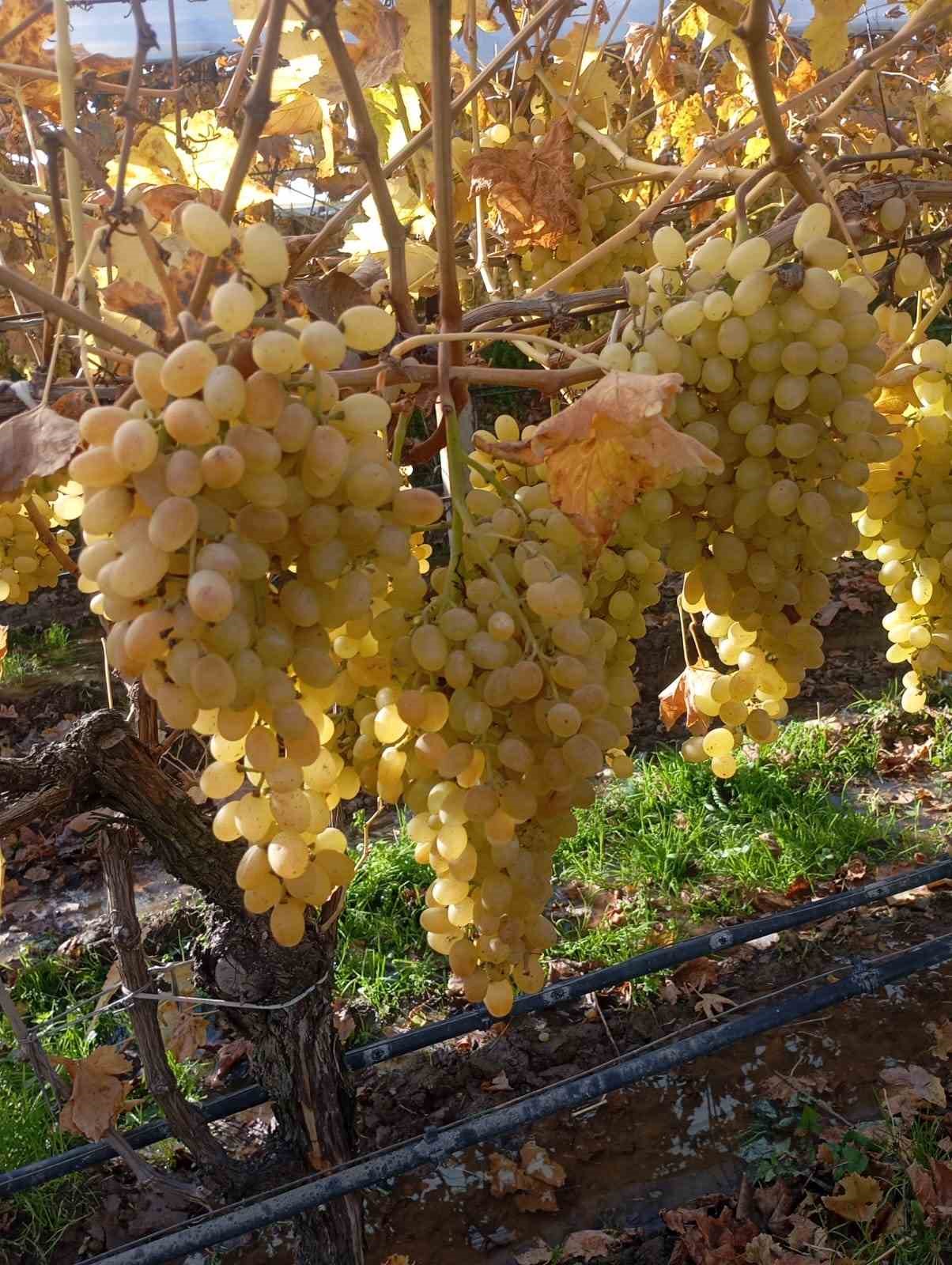 Yeni yıl üzümleri yola çıkmaya başladı