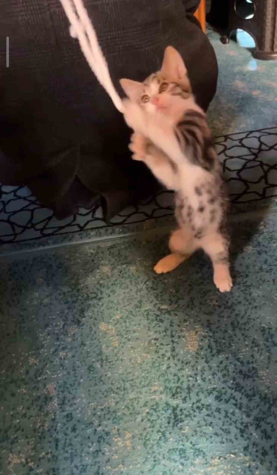 Yavru kedi camide vaaz sırasında cemaatle ve tesbihle oynadı