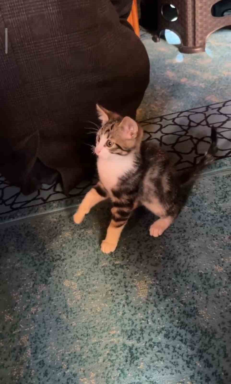 Yavru kedi camide vaaz sırasında cemaatle ve tesbihle oynadı
