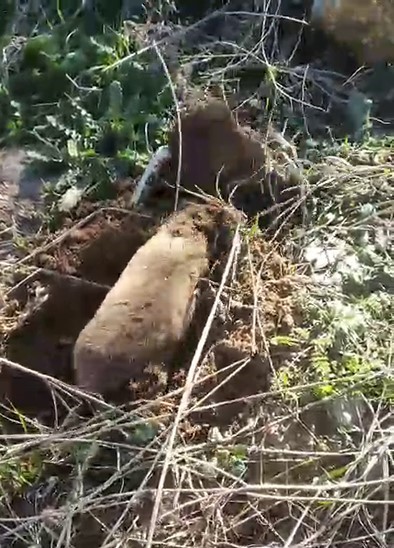 Yer altının gizemli canlısı Manisa’da ortaya çıktı