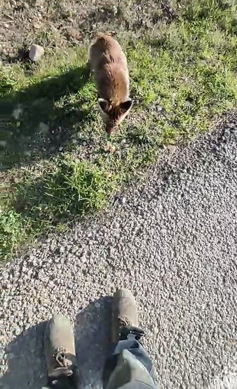 Tarihi Alan&rsquo;da insanlara alışan tilki b&ouml;lgenin maskotu oldu
