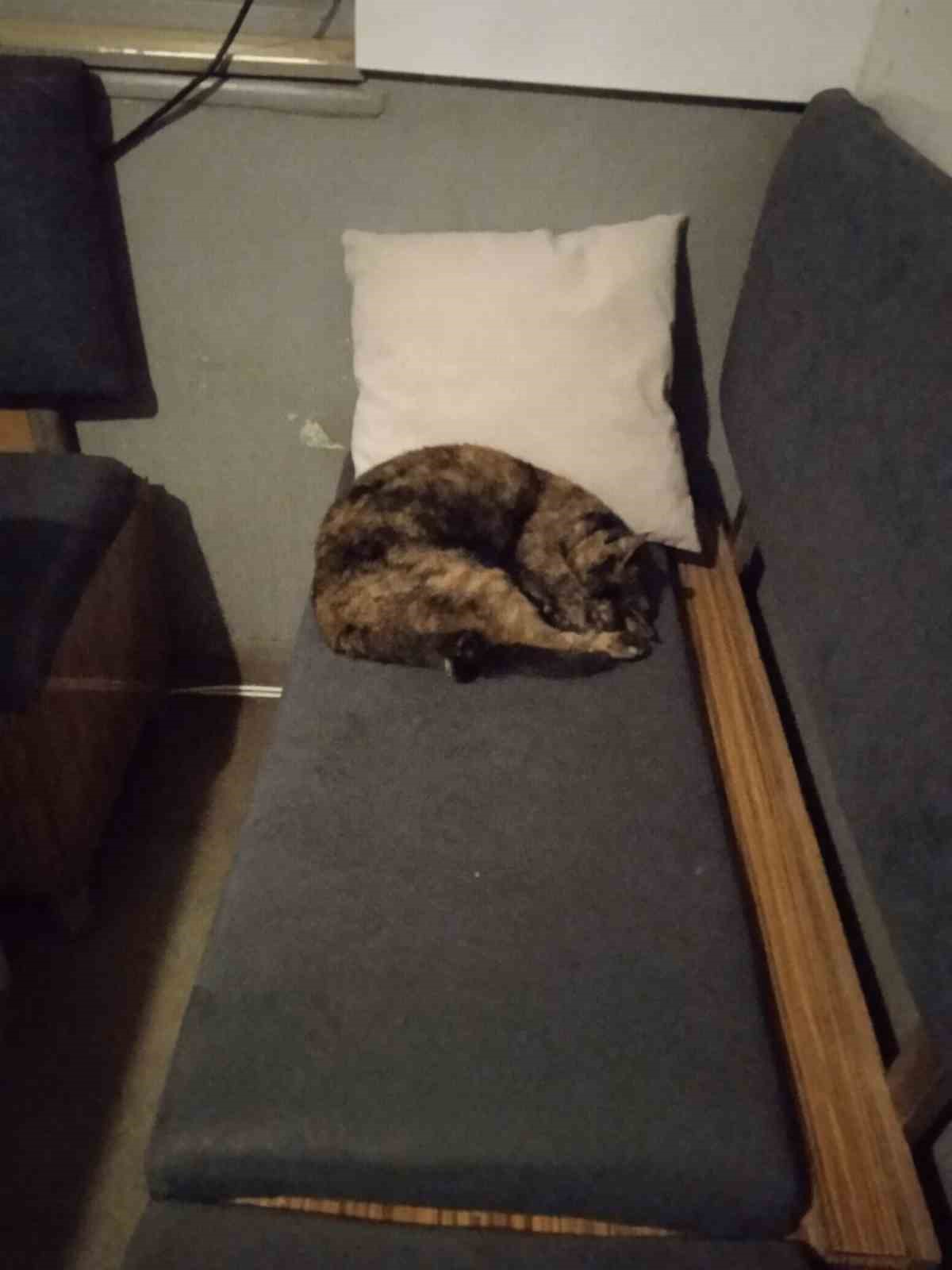 Bu taksi durağı esnafın hayvan sevgisi ile &ouml;ne &ccedil;ıkıyor
