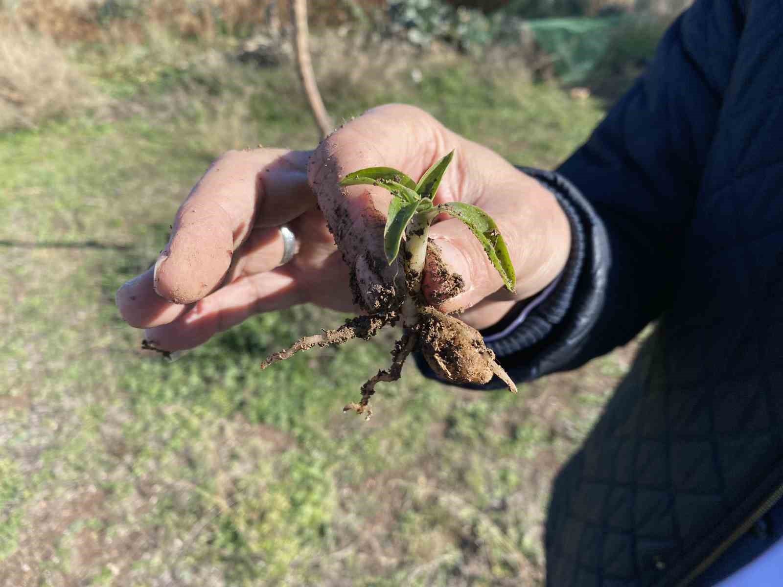 Nesli tükenme tehlikesi altında olan salep Eskişehir’de yeniden hayat buluyor