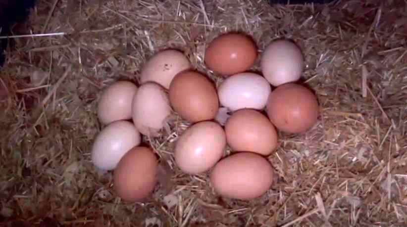 Tavuklara m&uuml;zikli terapi: "Yumurta verimi arttı"
