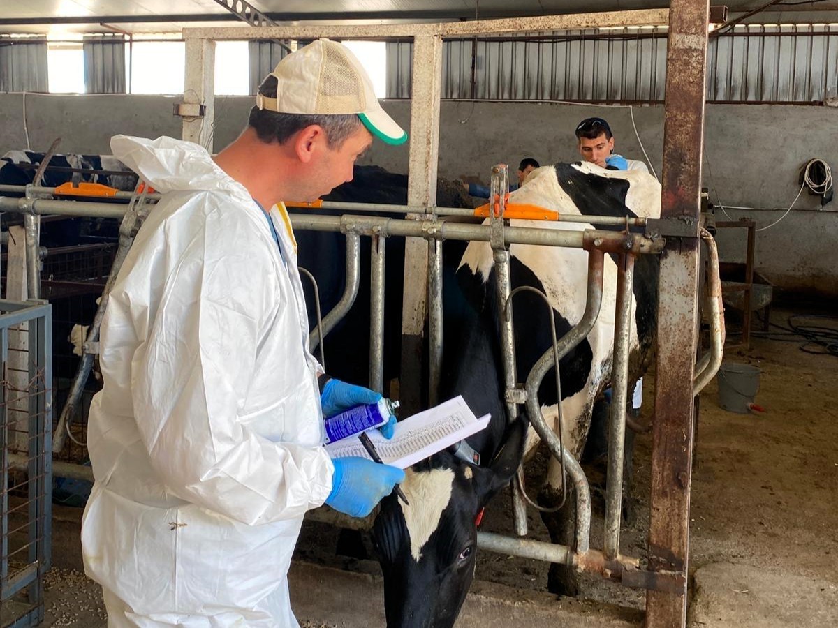 Kırklareli&rsquo;nde b&uuml;y&uuml;kbaş hayvan işletmelerinde hastalıktan ari kontrolleri
