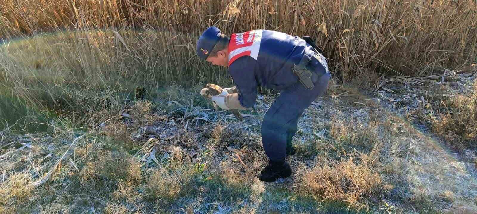 Karaman&rsquo;da yaralı bulunan kızıl şahin koruma altına alındı
