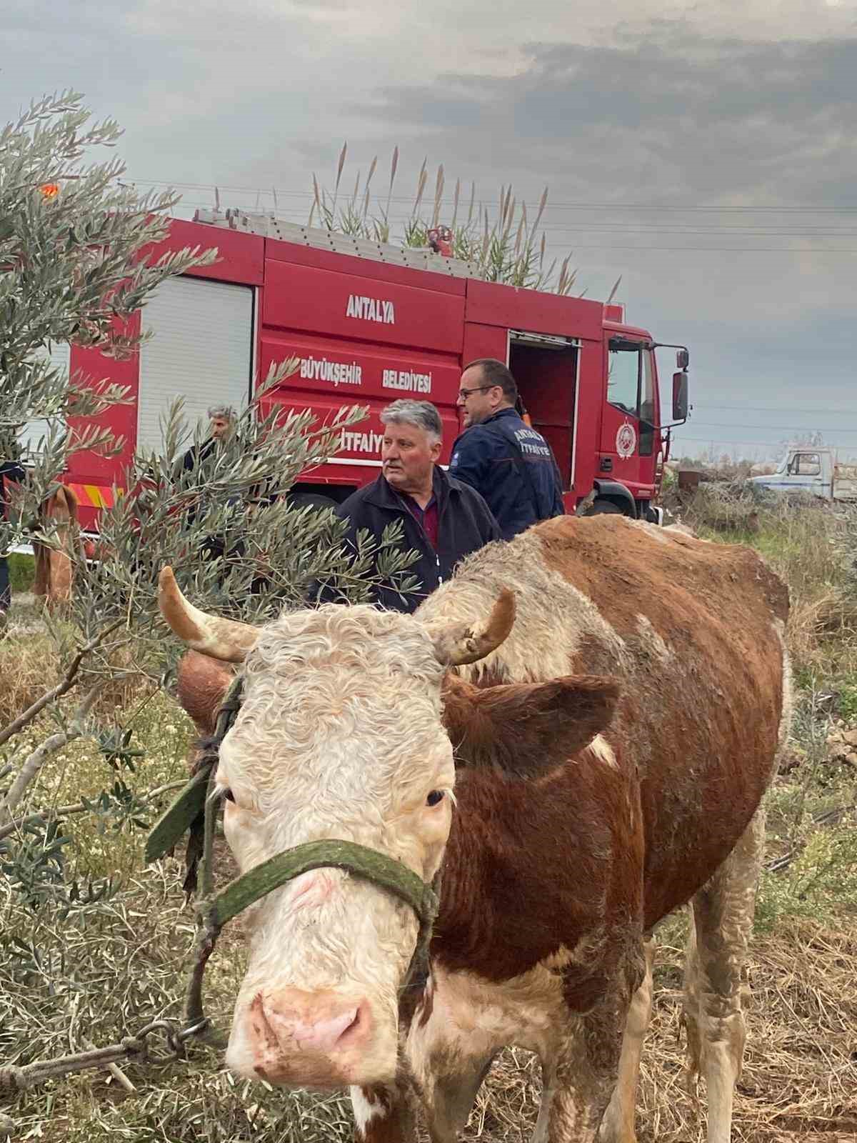 Su kanalına d&uuml;şen inek itfaiyenin 1 saatlik &ccedil;alışmasıyla kurtarıldı
