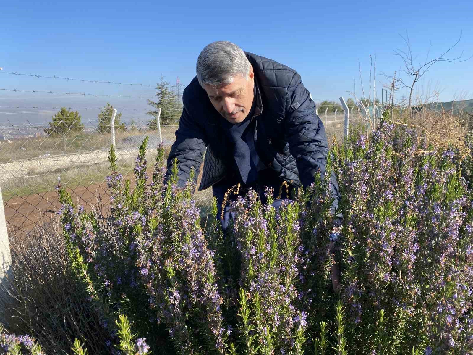 Yapılan 10 yıllık çalışma sonucunda artık Eskişehir’de biberiye üretilebiliyor