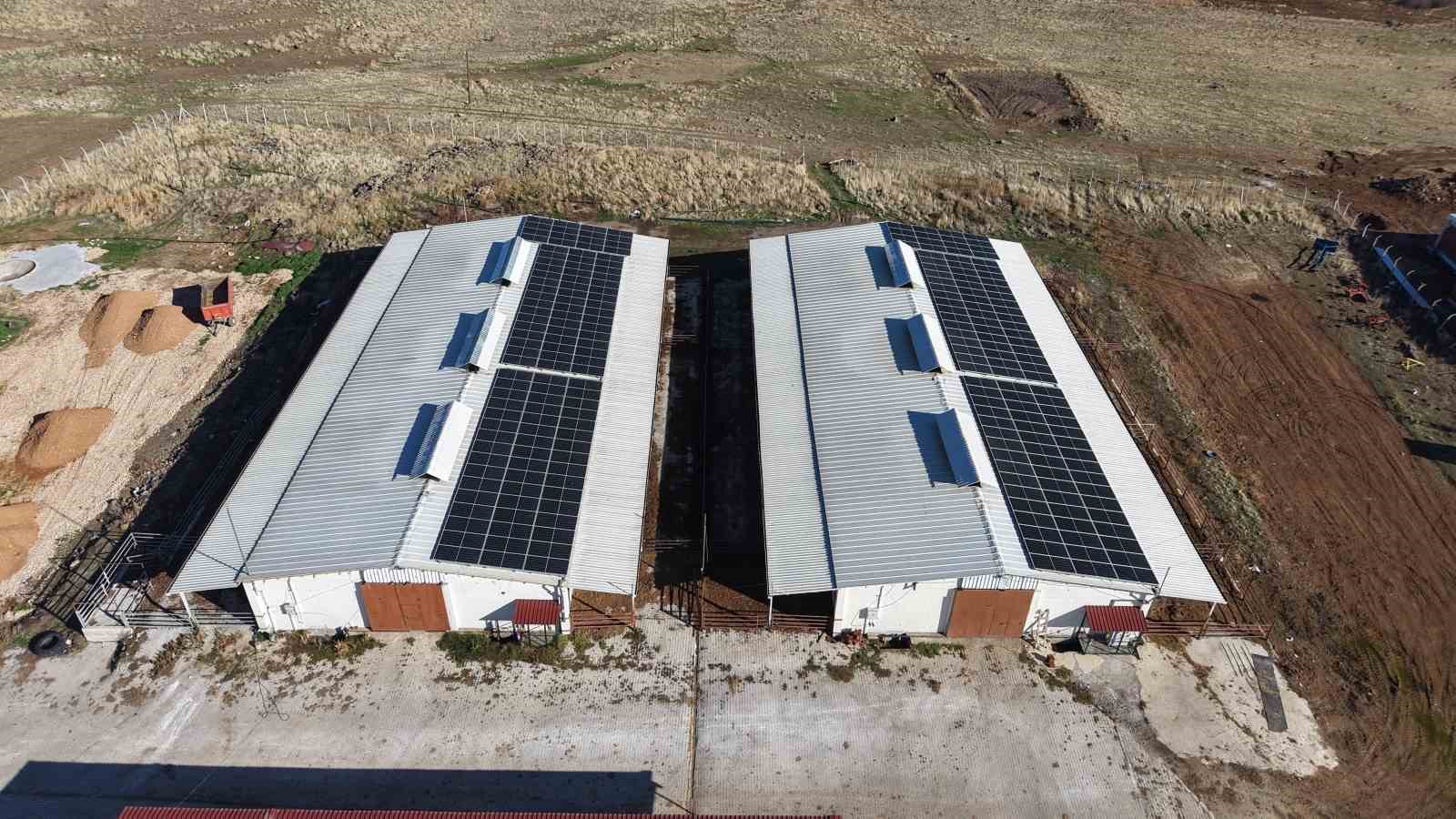 Yüzde 60 hibe aldığı destekle 300 hayvanlık çiftlik kurdu