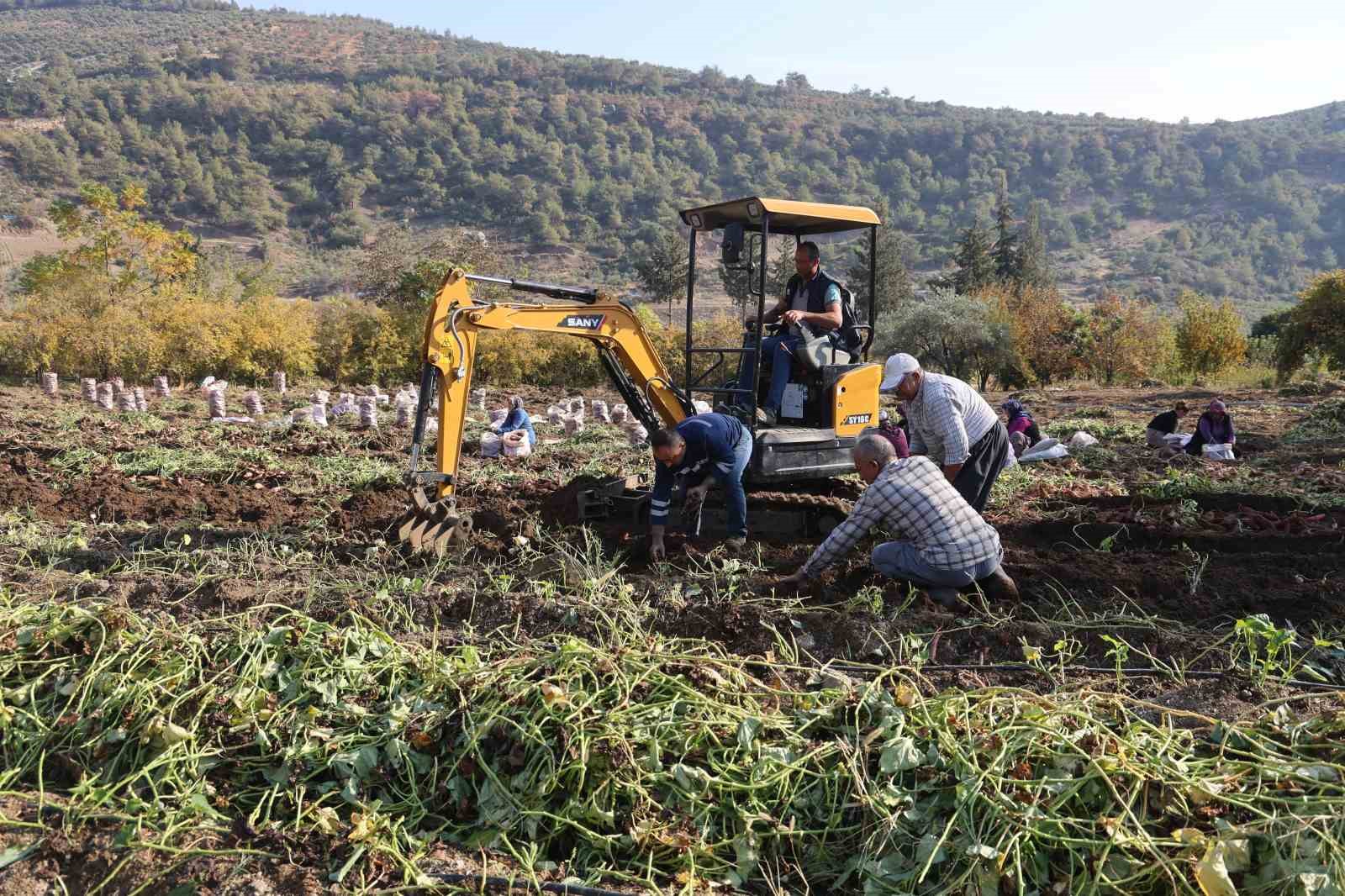 Kuraklık nedeniyle verimin yarı yarıya düştüğü tatlı patateste son hasat yapıldı