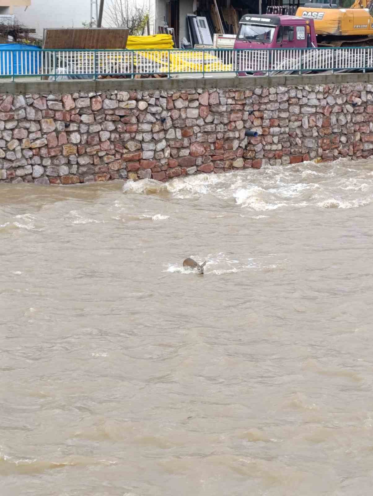 &Ccedil;aya d&uuml;şen karaca kurtarıldı
