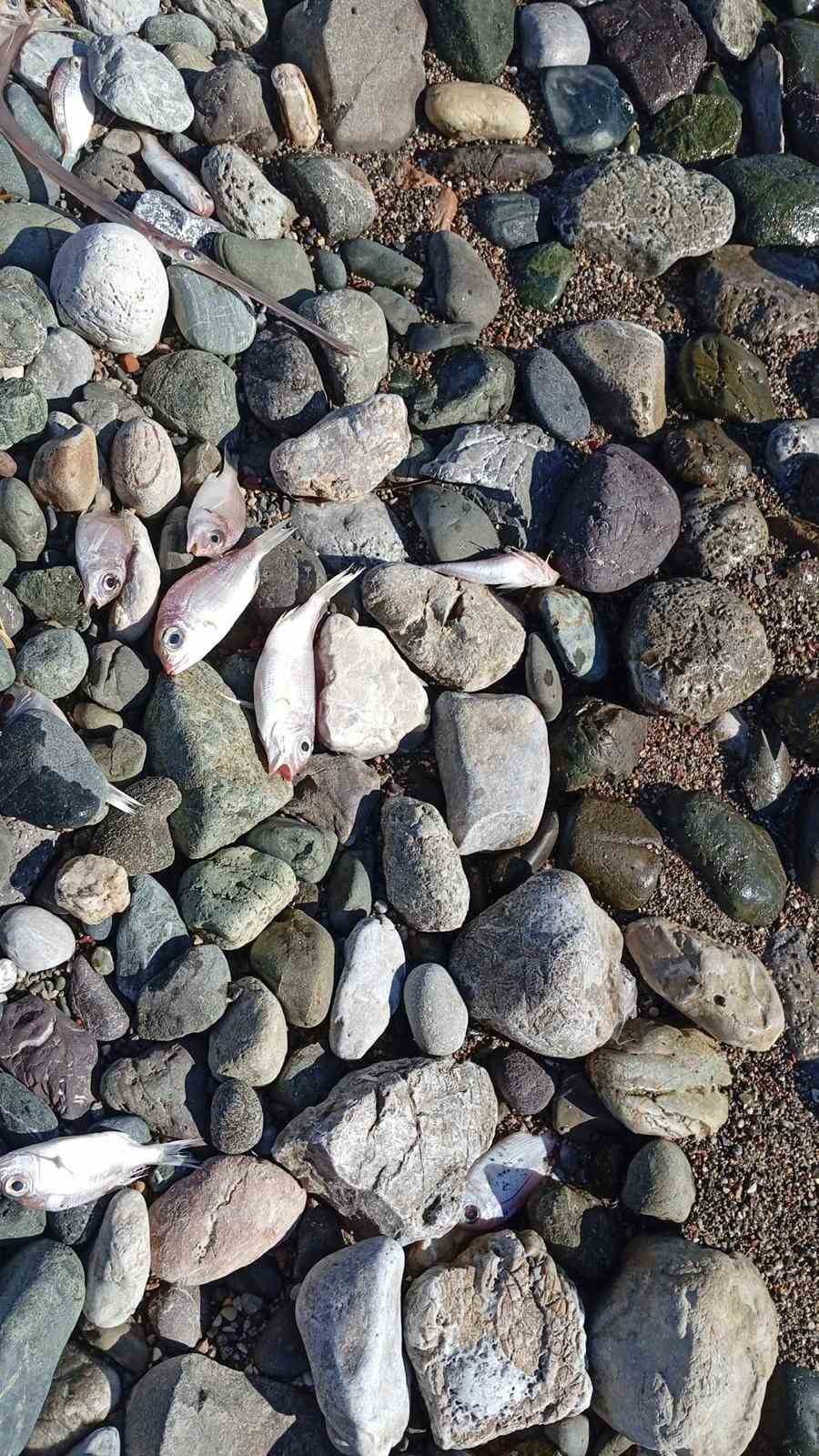 Datça’da çok sayıda ölü balık kıyıya vurdu