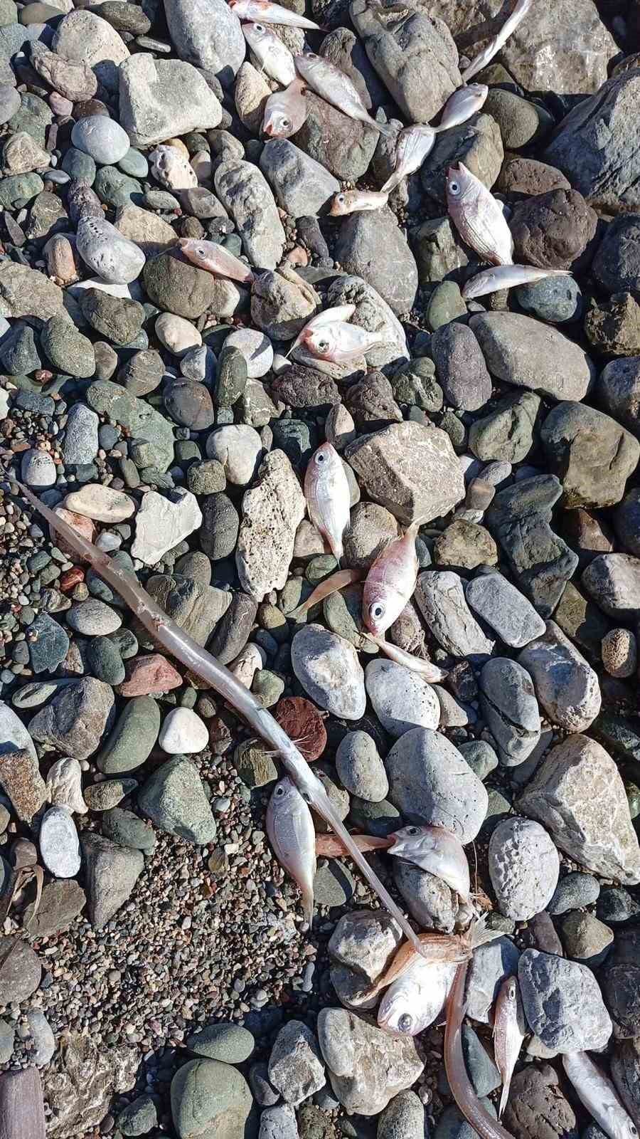 Dat&ccedil;a&rsquo;da &ccedil;ok sayıda &ouml;l&uuml; balık kıyıya vurdu
