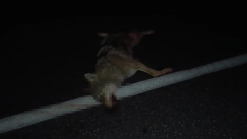 Adilcevaz’da araçların çarptığı kurt telef oldu