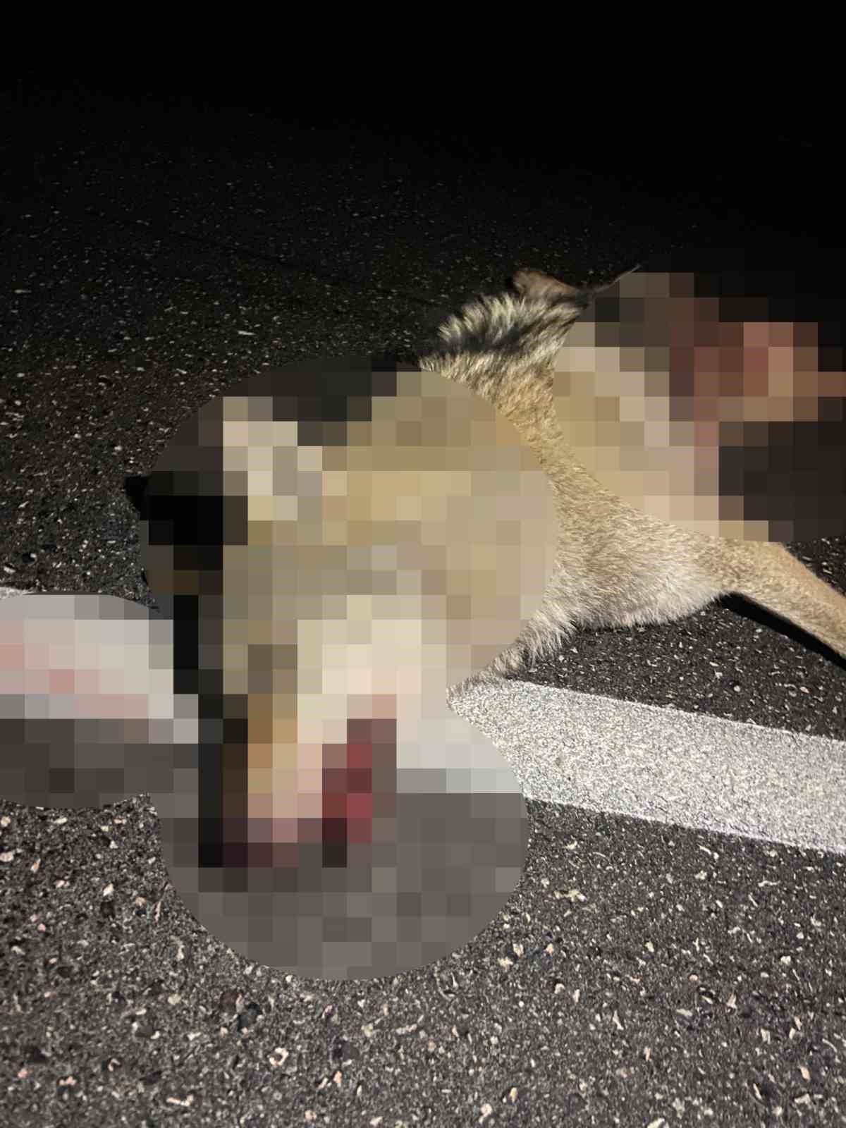 Adilcevaz&rsquo;da ara&ccedil;ların &ccedil;arptığı kurt telef oldu
