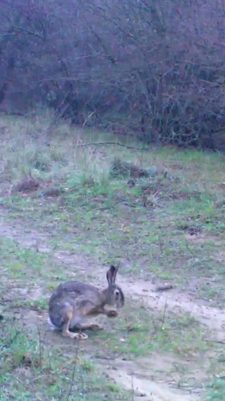 Fotokapanına takılan iki tavşan g&uuml;l&uuml;msetti
