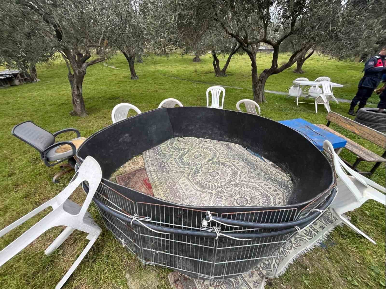 Manisa&rsquo;da horoz d&ouml;v&uuml;ş&uuml;ne jandarmadan baskın
