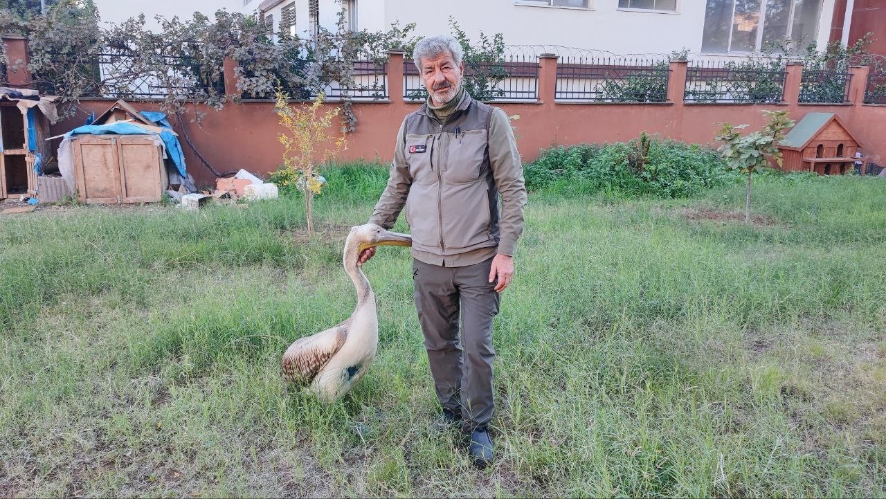 Yaralı pelikanın y&uuml;rek ısıtan dostluğu
