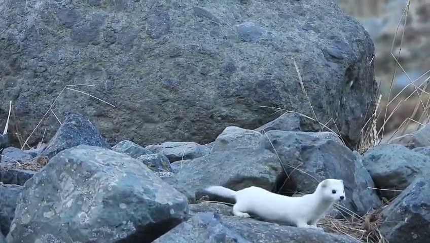Gelincik rengiyle mevsime ayak uydurdu
