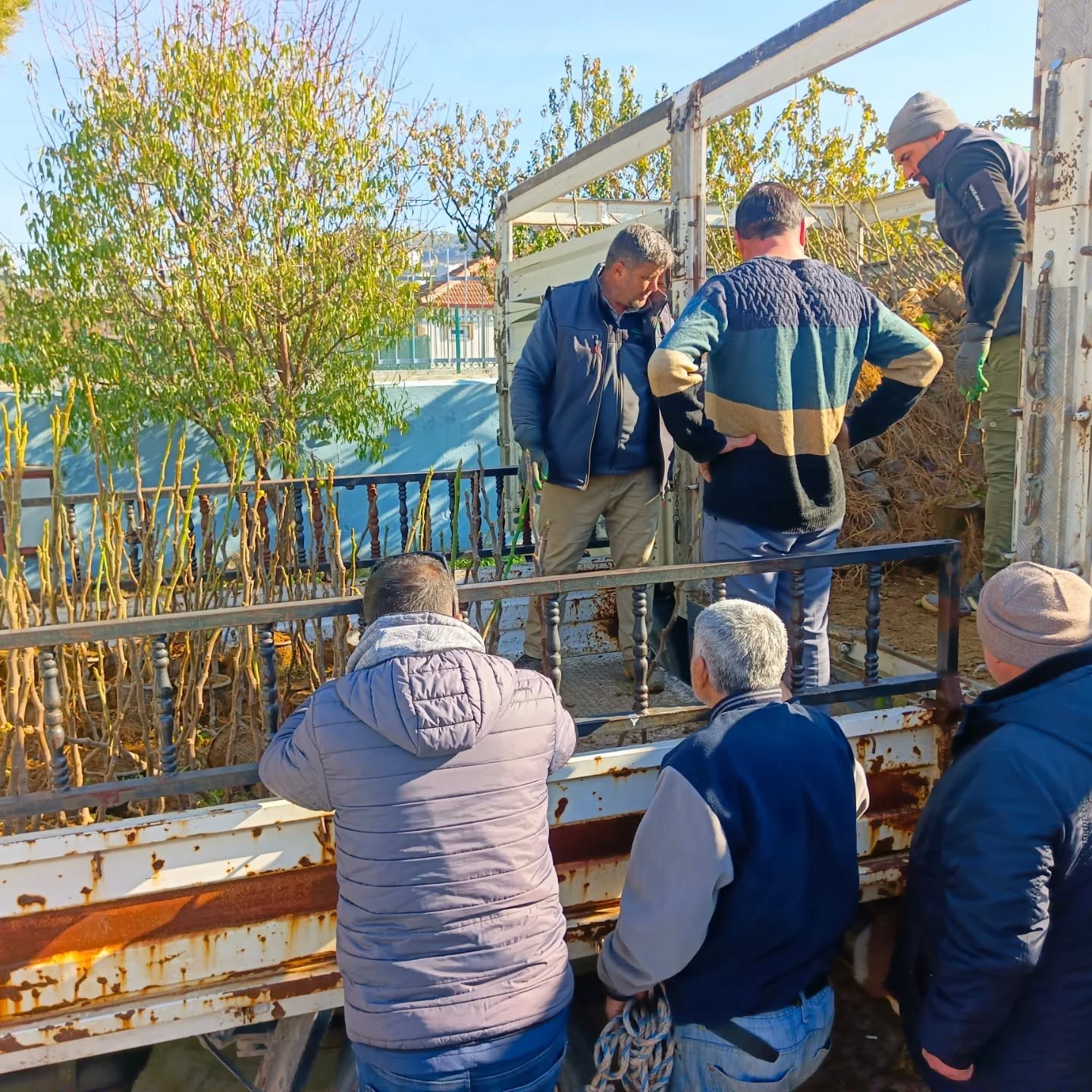Koçarlı’da üreticiye 4 bin incir fidanı dağıtıldı