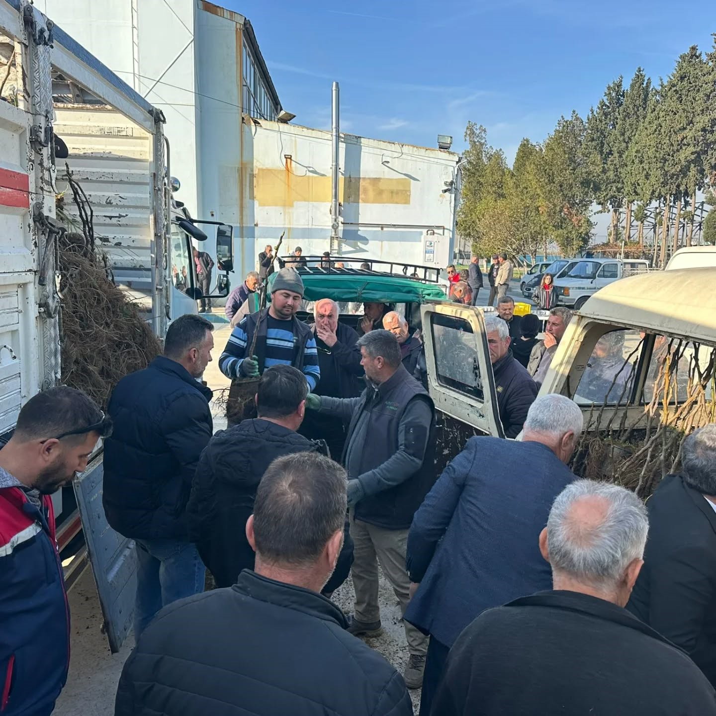 Ko&ccedil;arlı&rsquo;da &uuml;reticiye 4 bin incir fidanı dağıtıldı
